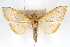  (Epicorsia parambalis - CNCLEP00075265)  @13 [ ] CreativeCommons - Attribution Non-Commercial Share-Alike (2010) Jean-Francois Landry, CNC and Zhaofu Yang, BIO Canadian National Collections