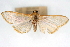  ( - CNCLEP00075266)  @13 [ ] CreativeCommons - Attribution Non-Commercial Share-Alike (2010) Jean-Francois Landry, CNC and Zhaofu Yang, BIO Canadian National Collections