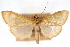 (Chilochroma interlinealis - CNCLEP00075277)  @11 [ ] CreativeCommons - Attribution Non-Commercial Share-Alike (2010) Jean-Francois Landry, CNC and Zhaofu Yang, BIO Canadian National Collections