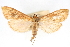  (Chilochroma tucumana - CNCLEP00075278)  @11 [ ] CreativeCommons - Attribution Non-Commercial Share-Alike (2010) Jean-Francois Landry, CNC and Zhaofu Yang, BIO Canadian National Collections