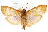  (Chilochroma albicostalis - CNCLEP00075281)  @11 [ ] CreativeCommons - Attribution Non-Commercial Share-Alike (2010) Jean-Francois Landry, CNC and Zhaofu Yang, BIO Canadian National Collections