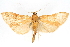  (Neoepicorsia - CNCLEP00075292)  @15 [ ] CreativeCommons - Attribution Non-Commercial Share-Alike (2010) Jean-Francois Landry, CNC and Zhaofu Yang, BIO Canadian National Collections