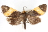  (Semniomima obliqua n. sp - CNCLEP00075298)  @14 [ ] CreativeCommons - Attribution Non-Commercial Share-Alike (2010) Jean-Francois Landry, CNC and Zhaofu Yang, BIO Canadian National Collections