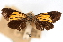  (Semniomima tristrigalis - CNCLEP00075300)  @11 [ ] CreativeCommons - Attribution Non-Commercial Share-Alike (2010) Jean-Francois Landry, CNC and Zhaofu Yang, BIO Canadian National Collections