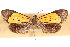  (Semniomima polystrigalis - CNCLEP00075301)  @11 [ ] CreativeCommons - Attribution Non-Commercial Share-Alike (2010) Jean-Francois Landry, CNC and Zhaofu Yang, BIO Canadian National Collections