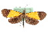  (Semniomima astrigalis - CNCLEP00075302)  @11 [ ] CreativeCommons - Attribution Non-Commercial Share-Alike (2010) Jean-Francois Landry, CNC and Zhaofu Yang, BIO Canadian National Collections
