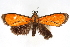  (Semniomima albiapicalis n. sp - CNCLEP00075303)  @11 [ ] CreativeCommons - Attribution Non-Commercial Share-Alike (2010) Jean-Francois Landry, CNC and Zhaofu Yang, BIO Canadian National Collections