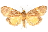  (Semniomima semifascialis n. sp - CNCLEP00075306)  @11 [ ] CreativeCommons - Attribution Non-Commercial Share-Alike (2010) Jean-Francois Landry, CNC and Zhaofu Yang, BIO Canadian National Collections