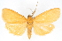  (Semniomima monochroma n. sp - CNCLEP00075307)  @11 [ ] CreativeCommons - Attribution Non-Commercial Share-Alike (2010) Jean-Francois Landry, CNC and Zhaofu Yang, BIO Canadian National Collections