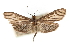  (Semniomima boliviensis n. sp - CNCLEP00075309)  @11 [ ] CreativeCommons - Attribution Non-Commercial Share-Alike (2010) Jean-Francois Landry, CNC and Zhaofu Yang, BIO Canadian National Collections