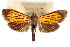  (Semniomima peomatalis n. sp - CNCLEP00075310)  @11 [ ] CreativeCommons - Attribution Non-Commercial Share-Alike (2010) Jean-Francois Landry, CNC and Zhaofu Yang, BIO Canadian National Collections
