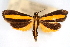  (Semniomima n. sp - CNCLEP00075311)  @11 [ ] CreativeCommons - Attribution Non-Commercial Share-Alike (2010) Jean-Francois Landry, CNC and Zhaofu Yang, BIO Canadian National Collections