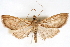  ( - CNCLEP00075313)  @14 [ ] CreativeCommons - Attribution Non-Commercial Share-Alike (2010) Jean-Francois Landry, CNC and Zhaofu Yang, BIO Canadian National Collections