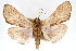  ( - CNCLEP00075315)  @14 [ ] CreativeCommons - Attribution Non-Commercial Share-Alike (2010) Jean-Francois Landry, CNC and Zhaofu Yang, BIO Canadian National Collections