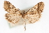  (Achyra sp. 1ZY - CNCLEP00075364)  @11 [ ] CreativeCommons - Attribution Non-Commercial Share-Alike (2010) Jean-Francois Landry, CNC and Zhaofu Yang, BIO Canadian National Collections