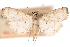  (Pycnarmon annulalis - CNCLEP00075430)  @11 [ ] CreativeCommons - Attribution Non-Commercial Share-Alike (2010) Jean-Francois Landry, CNC and Zhaofu Yang, BIO Canadian National Collections