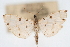  (Pycnarmon sp5 ZY - CNCLEP00075436)  @11 [ ] CreativeCommons - Attribution Non-Commercial Share-Alike (2010) Jean-Francois Landry, CNC and Zhaofu Yang, BIO Canadian National Collections