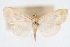  (Pycnarmon sp6 ZY - CNCLEP00075437)  @11 [ ] CreativeCommons - Attribution Non-Commercial Share-Alike (2010) Jean-Francois Landry, CNC and Zhaofu Yang, BIO Canadian National Collections