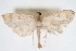  (Pycnarmon sp7 ZY - CNCLEP00075440)  @11 [ ] CreativeCommons - Attribution Non-Commercial Share-Alike (2010) Jean-Francois Landry, CNC and Zhaofu Yang, BIO Canadian National Collections