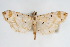  (Pycnarmon cecinalis - CNCLEP00075443)  @11 [ ] CreativeCommons - Attribution Non-Commercial Share-Alike (2010) Jean-Francois Landry, CNC and Zhaofu Yang, BIO Canadian National Collections