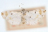  ( - CNCLEP00075444)  @11 [ ] CreativeCommons - Attribution Non-Commercial Share-Alike (2010) Jean-Francois Landry, CNC and Zhaofu Yang, BIO Canadian National Collections