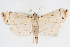  (Pycnarmon sp11 ZY - CNCLEP00075449)  @11 [ ] CreativeCommons - Attribution Non-Commercial Share-Alike (2010) Jean-Francois Landry, CNC and Zhaofu Yang, BIO Canadian National Collections