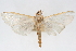  ( - CNCLEP00075572)  @11 [ ] CreativeCommons - Attribution Non-Commercial Share-Alike (2010) Jean-Francois Landry, CNC and Zhaofu Yang, BIO Canadian National Collections