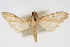  (Palpita sp. 3ZY - CNCLEP00075574)  @11 [ ] CreativeCommons - Attribution Non-Commercial Share-Alike (2010) Jean-Francois Landry, CNC and Zhaofu Yang, BIO Canadian National Collections