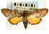  (Loxostege aemulalis - CNCLEP00088733)  @13 [ ] CreativeCommons - Attribution Non-Commercial Share-Alike (2011) Jean-Francois Landry, CNC and Zhaofu Yang, BIO Canadian National Collections