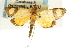  (Loxostege impeditalis - CNCLEP00088735)  @12 [ ] CreativeCommons - Attribution Non-Commercial Share-Alike (2011) Jean-Francois Landry, CNC and Zhaofu Yang, BIO Canadian National Collections