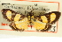  (Loxostege galbula - CNCLEP00088738)  @12 [ ] CreativeCommons - Attribution Non-Commercial Share-Alike (2011) Jean-Francois Landry, CNC and Zhaofu Yang, BIO Canadian National Collections