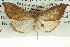  (Pyrausta albogrisea - CNCLEP00088816)  @11 [ ] CreativeCommons - Attribution Non-Commercial Share-Alike (2011) Jean-Francois Landry, CNC and Zhaofu Yang, BIO Canadian National Collections
