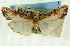  ( - CNCLEP00089236)  @12 [ ] CreativeCommons - Attribution Non-Commercial Share-Alike (2011) Jean-Francois Landry, CNC and Zhaofu Yang, BIO Canadian National Collections