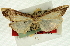  ( - CNCLEP00089237)  @11 [ ] CreativeCommons - Attribution Non-Commercial Share-Alike (2011) Jean-Francois Landry, CNC and Zhaofu Yang, BIO Canadian National Collections