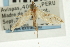  (Atomopteryx erschoffiana - CNCLEP00089361)  @11 [ ] CreativeCommons - Attribution Non-Commercial Share-Alike (2011) Jean-Francois Landry, CNC and Zhaofu Yang, BIO Canadian National Collections