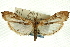  ( - CNCLEP00089396)  @13 [ ] CreativeCommons - Attribution Non-Commercial Share-Alike (2011) Jean-Francois Landry, CNC and Zhaofu Yang, BIO Canadian National Collections