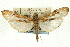  ( - CNCLEP00089397)  @13 [ ] CreativeCommons - Attribution Non-Commercial Share-Alike (2011) Jean-Francois Landry, CNC and Zhaofu Yang, BIO Canadian National Collections