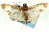  ( - CNCLEP00089432)  @12 [ ] CreativeCommons - Attribution Non-Commercial Share-Alike (2011) Jean-Francois Landry, CNC and Zhaofu Yang, BIO Canadian National Collections