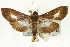  (Diaphania contactalis - CNCLEP00089709)  @11 [ ] CreativeCommons - Attribution Non-Commercial Share-Alike (2011) Jean-Francois Landry, CNC and Zhaofu Yang, BIO Canadian National Collections