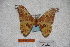  ( - BC-RBP-0505)  @11 [ ] Copyright (2010) Unspecified Research Collection of Ron Brechlin