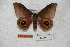  ( - BC-RBP-0536)  @13 [ ] Copyright (2010) Unspecified Research Collection of Ron Brechlin