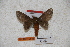  (Ptiloscola paraguayensis - BC-RBP-0545)  @12 [ ] Copyright (2010) Unspecified Research Collection of Ron Brechlin
