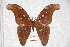  (Attacus paraliae - BC-RBP-0568)  @14 [ ] Copyright (2010) Unspecified Research Collection of Ron Brechlin