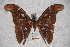  ( - BC-RBP-0587)  @13 [ ] Copyright (2010) Unspecified Research Collection of Ron Brechlin