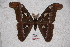 ( - BC-RBP-0597)  @15 [ ] Copyright (2010) Unspecified Research Collection of Ron Brechlin