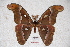  ( - BC-RBP-0598)  @15 [ ] Copyright (2010) Unspecified Research Collection of Ron Brechlin