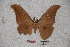  ( - BC-RBP-0648)  @13 [ ] Copyright (2010) Unspecified Research Collection of Ron Brechlin