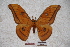  ( - BC-RBP-0684)  @14 [ ] Copyright (2010) Unspecified Research Collection of Ron Brechlin