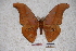  ( - BC-RBP-0699)  @13 [ ] Copyright (2010) Unspecified Research Collection of Ron Brechlin