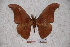  (Antheraea cihangiri - BC-RBP-0700)  @13 [ ] Copyright (2010) Unspecified Research Collection of Ron Brechlin